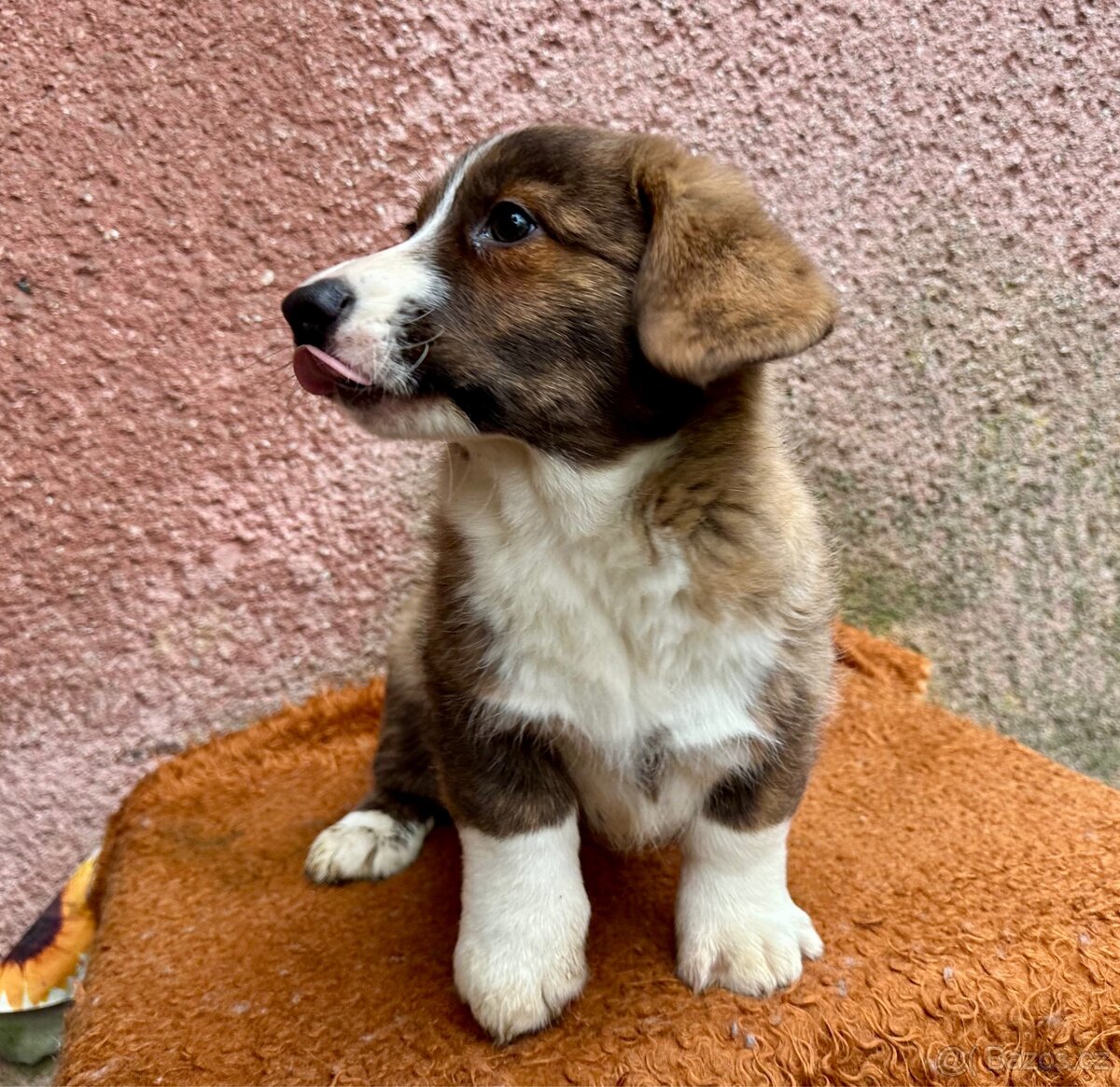 Welsh Corgi cardigan s PP - 7