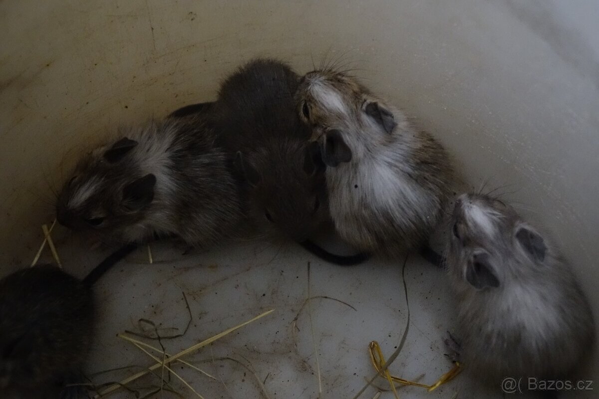 Prodám mladé osmáky - 7