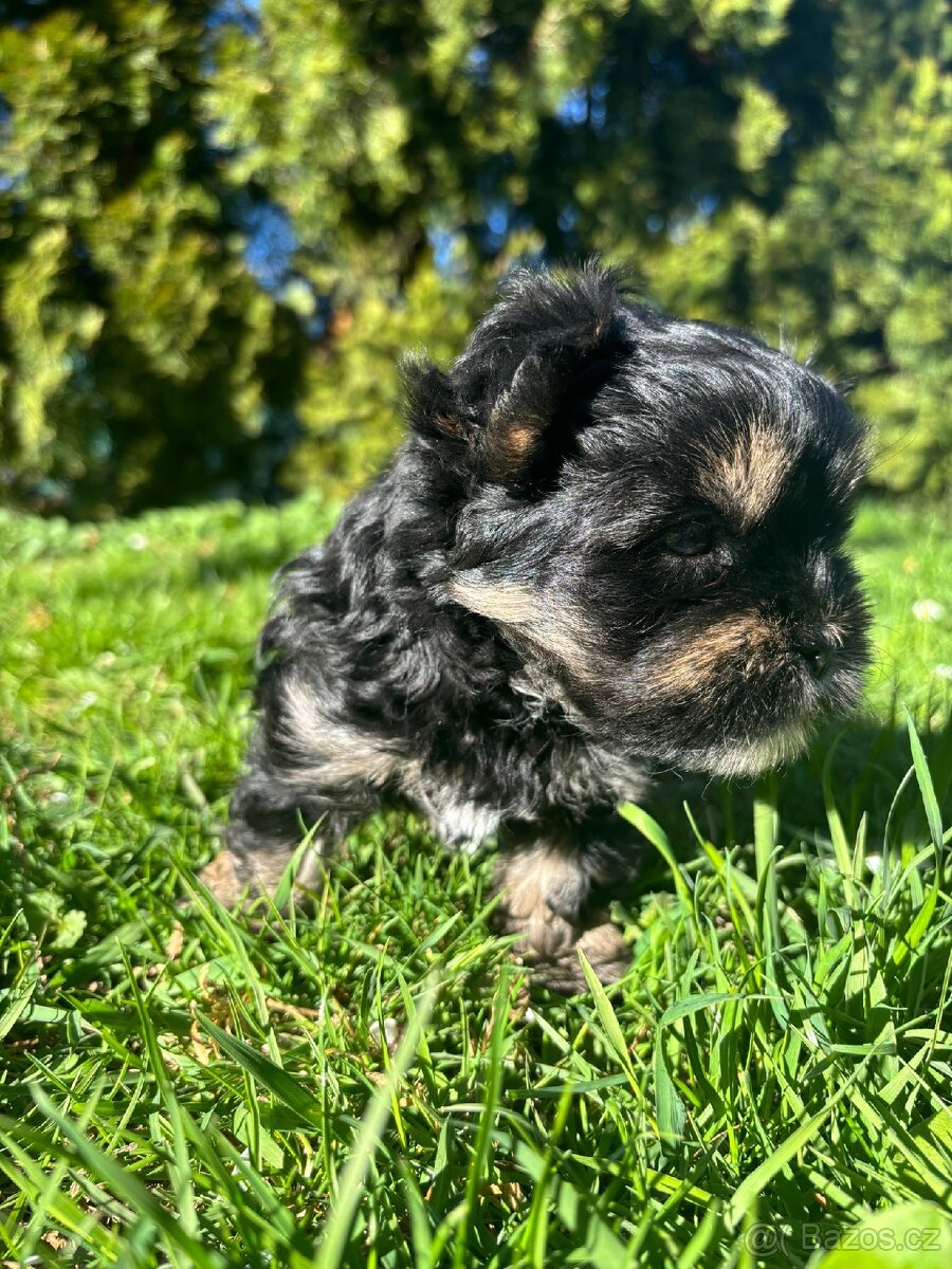 Yorkšírský teriér - 7