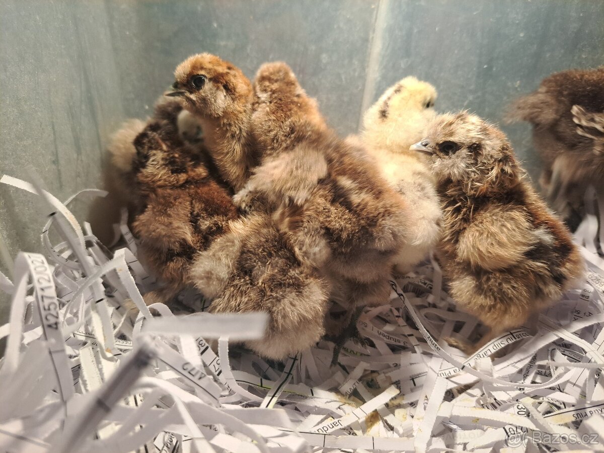 Hedvábnička velka vousatá- kuřata - 7
