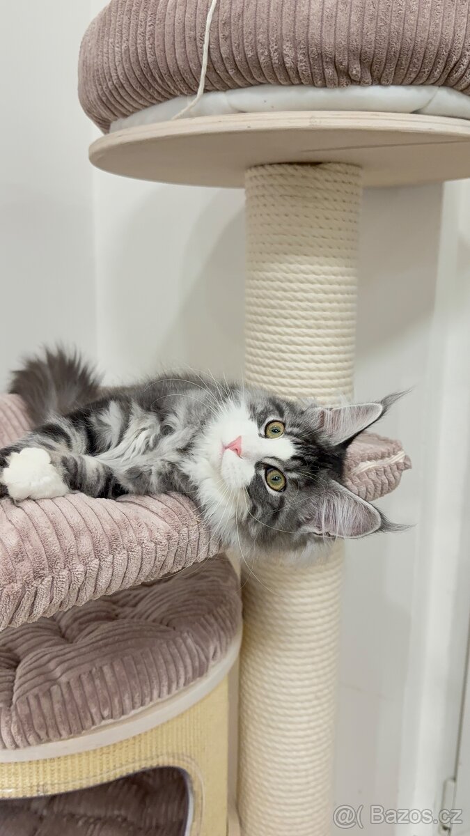 Kočka mainská mývalí s PP - 7