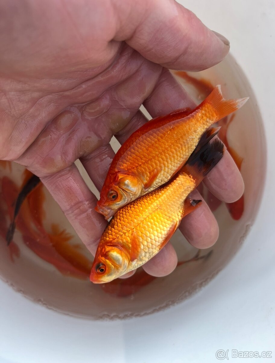 Jezírkové ryby - 7