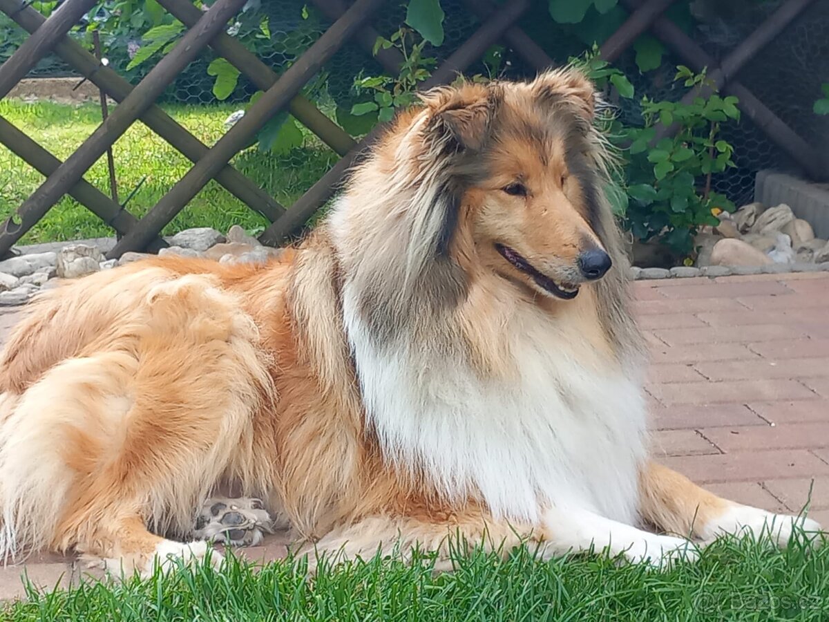 Kolie dlouhosrstá s PP - 7