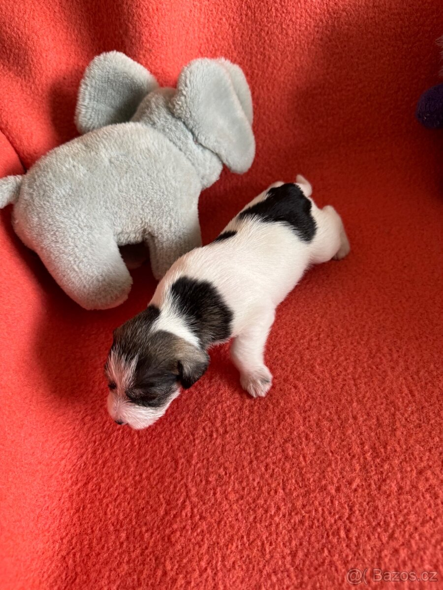 Knírač malý barevný - 7