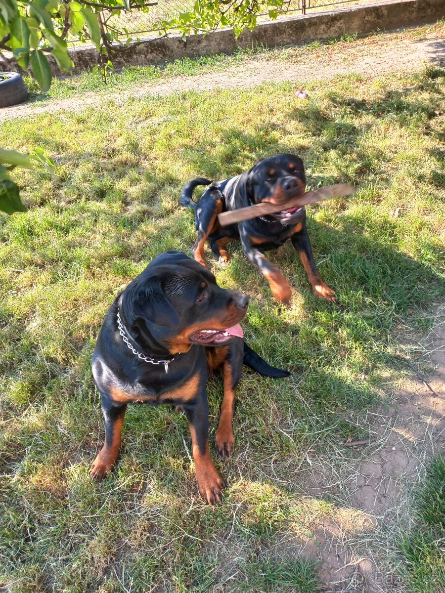 Nabízím rotvajler štěňátka - 7