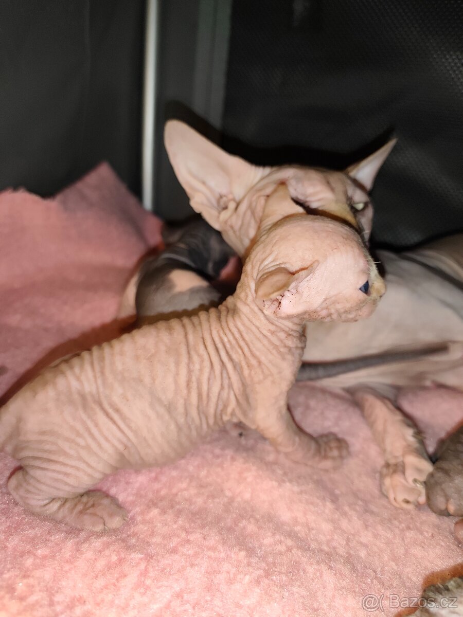 Kanadský sphynx - 7