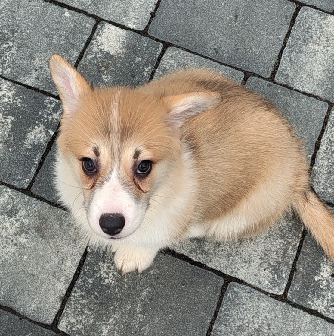 Welsh Corgi Pembroke - 7