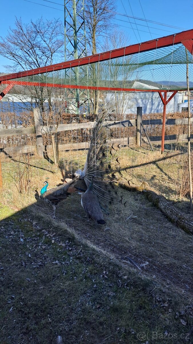 Páv, Páv korunkatý, Páv modrý - 7