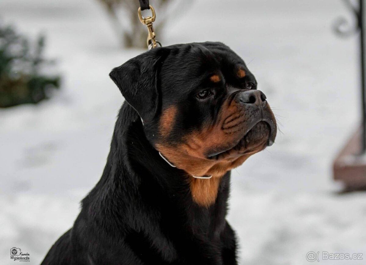 ŠTĚŇÁTA ROTTWEILER /ROTVAJLER - 7