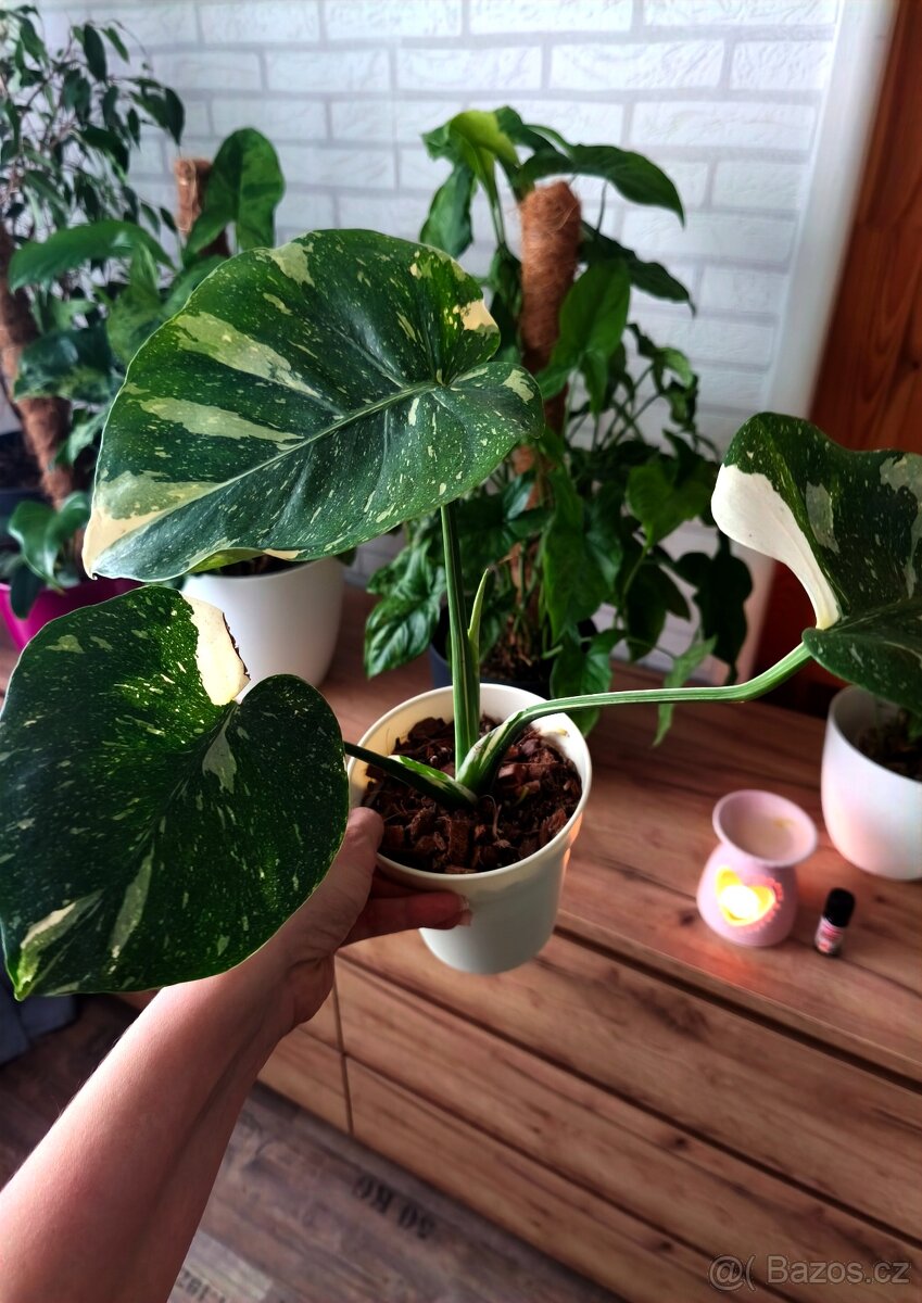 Monstera Thai Constellation - 7