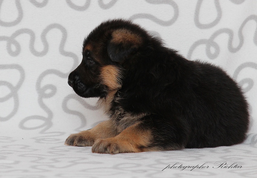 Německý ovčák štěňata - 7