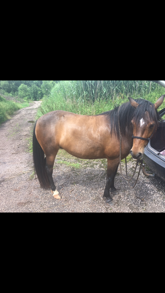 Pony kobylka - 7