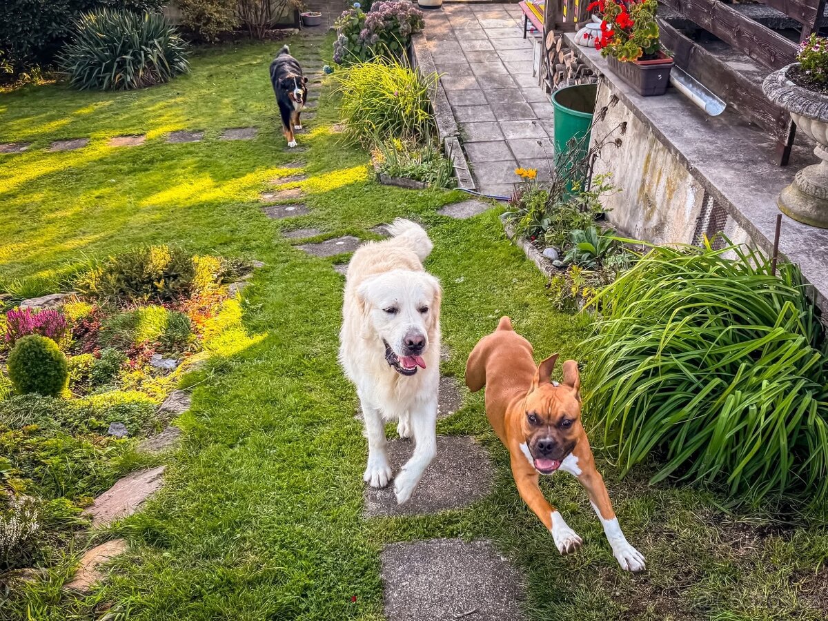 Štěně amerického stafordširského teriéra s PP - 7