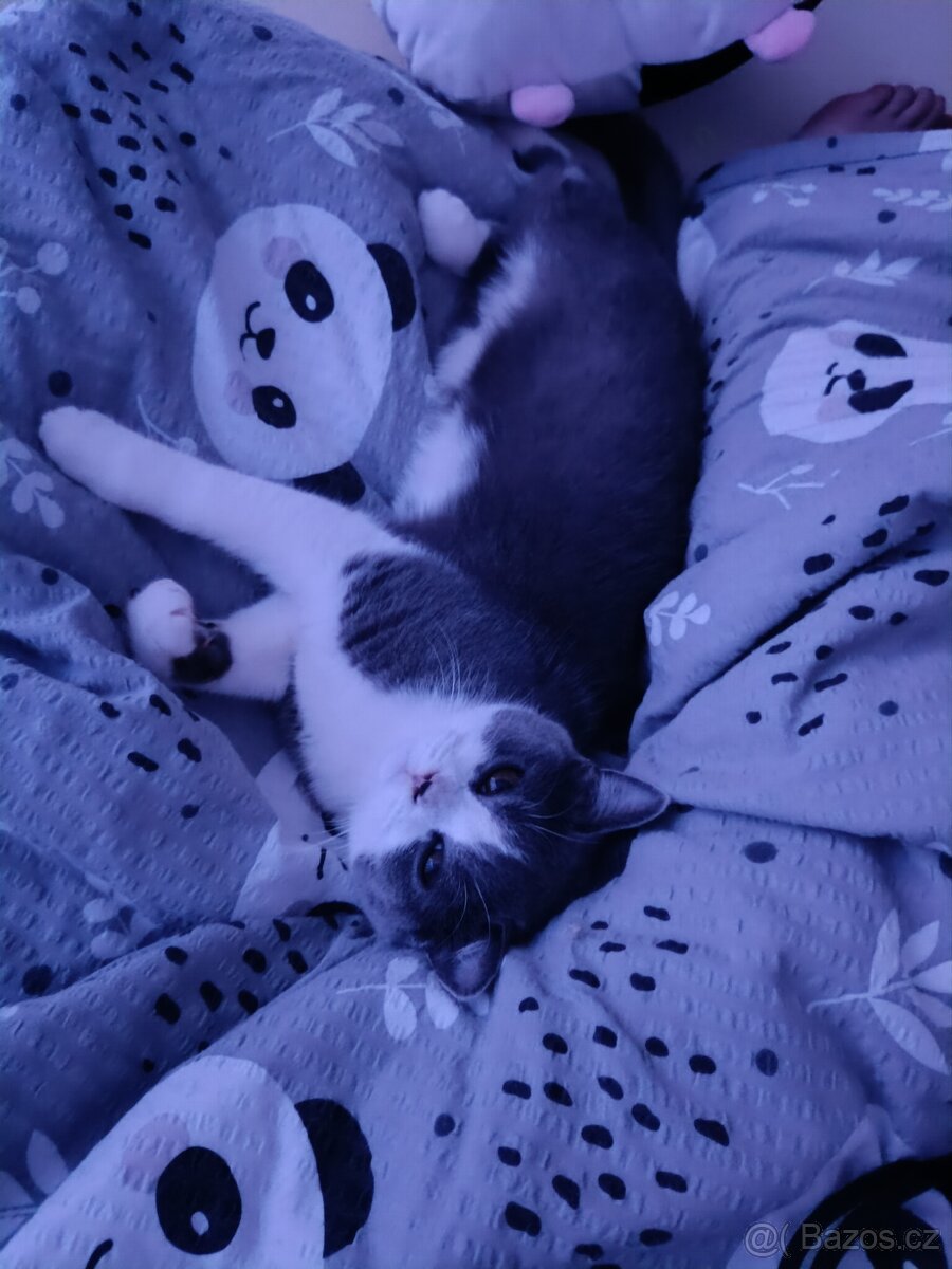 Britská Bicolor kočka - 7