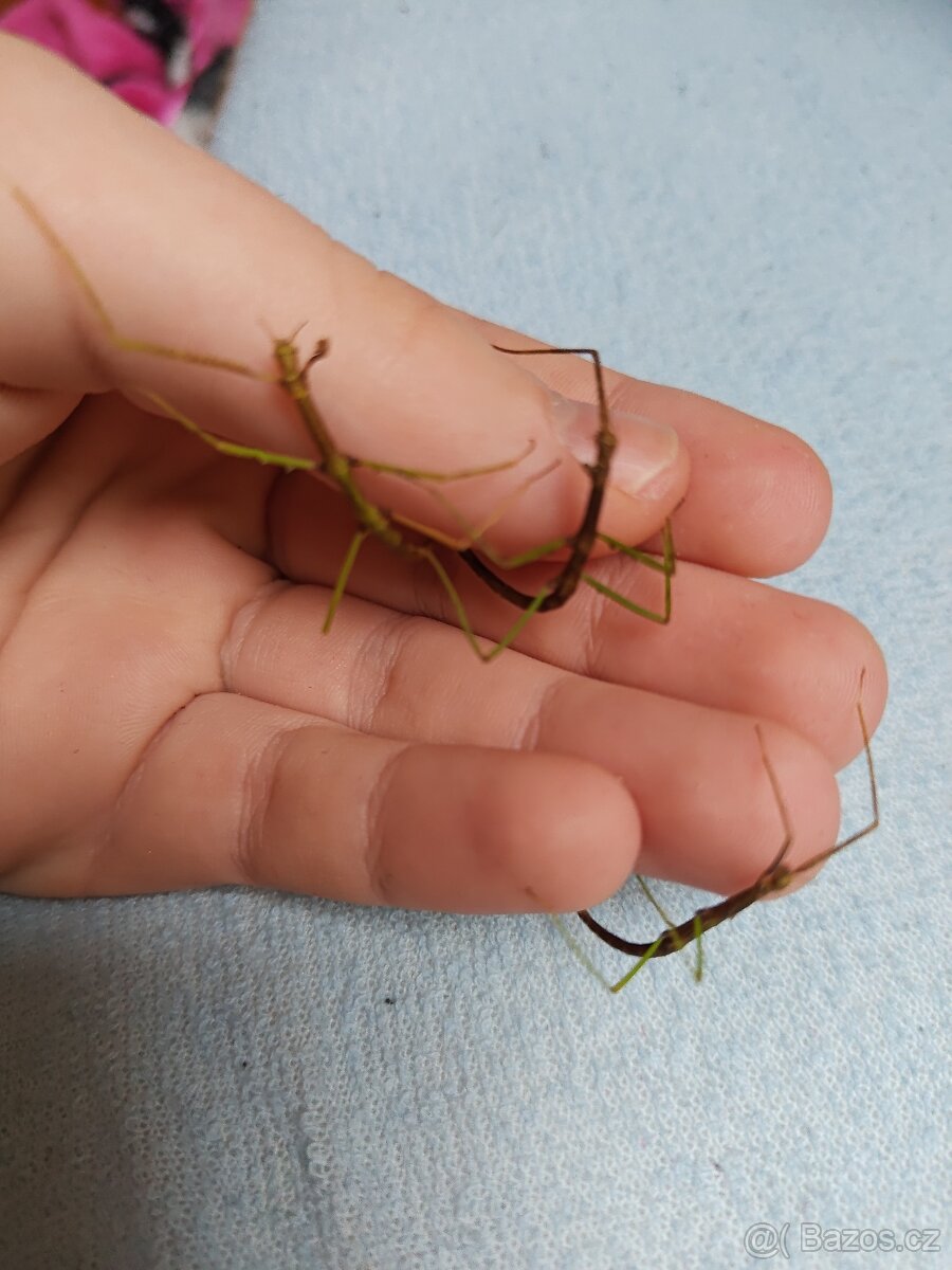 Pakobylka rohatá strašilky - 7