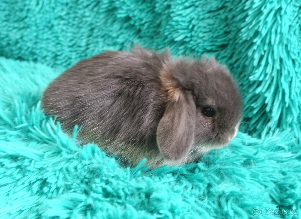 minilop - beránci - 7