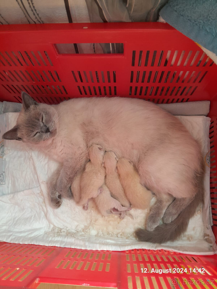 Britský kocour ke krytí - 7