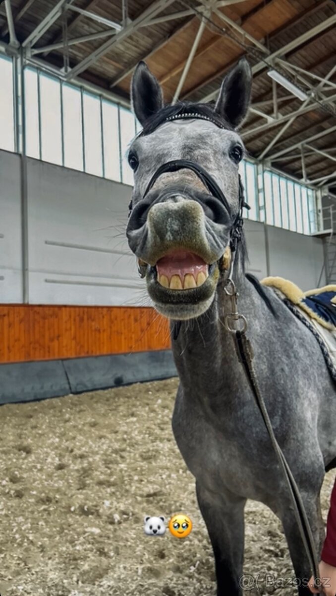 7 letý Valach po Cohinoor VDL - 7