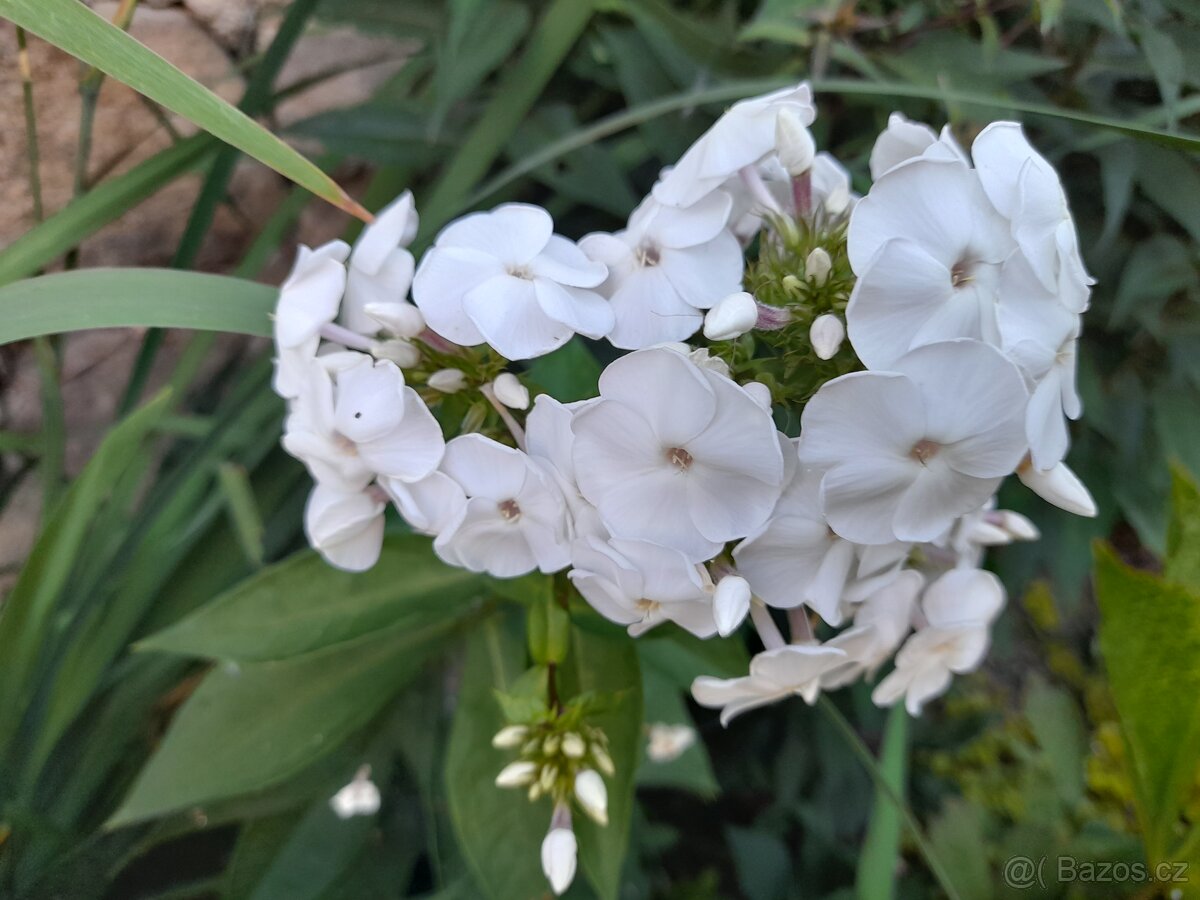 Floxy více kultivarů - 7