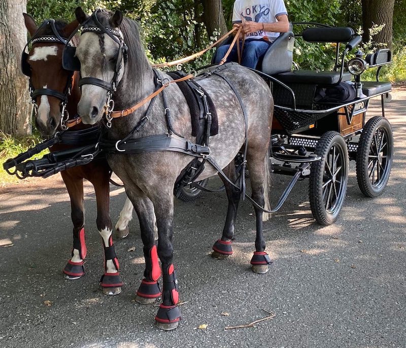 Pony KHV 134 cm (kat.A) 9 letý poník - 7