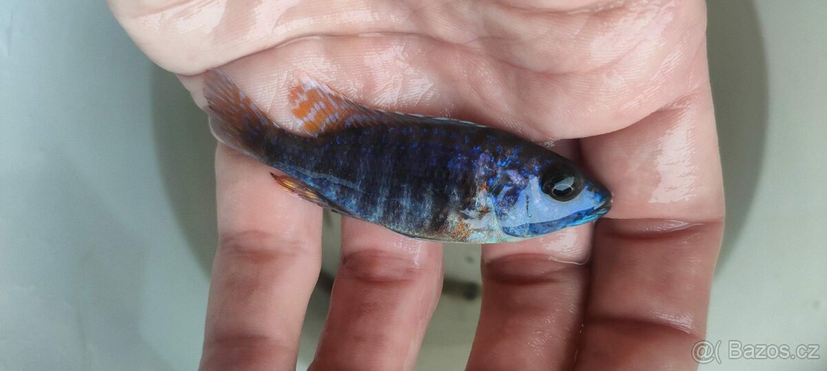 Tlamovci Malawi 14 - 7