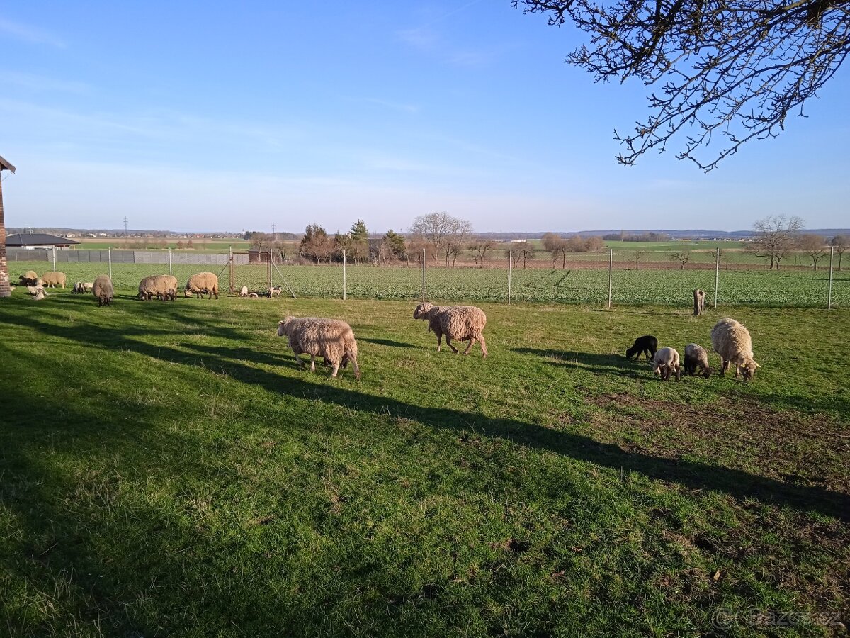 Prodám masná jehňata - 7