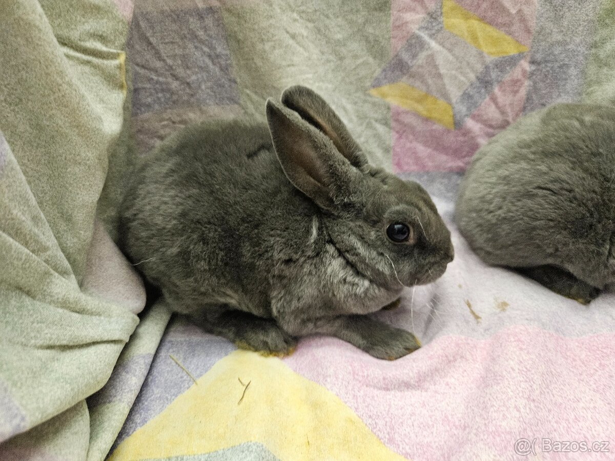 Zakrslý králíček - 7