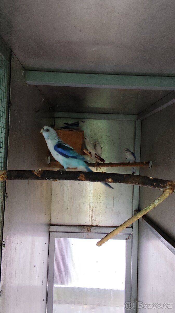 Rosela pestrá modrá na/ino - 7