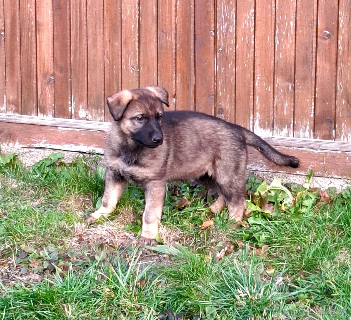 Štěňata Německý ovčák s PP - 7