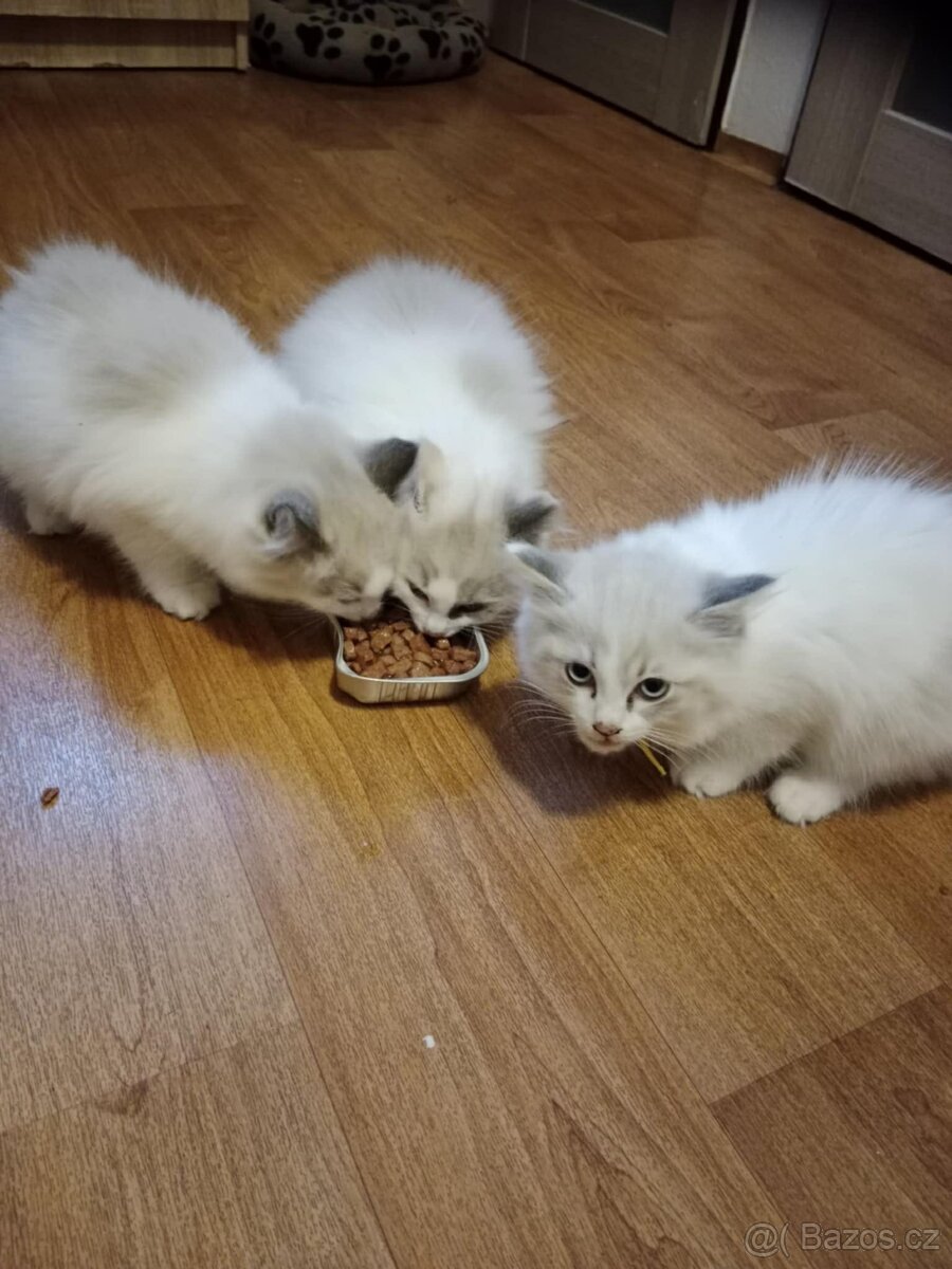 Ragdoll koťátka bez PP - 7