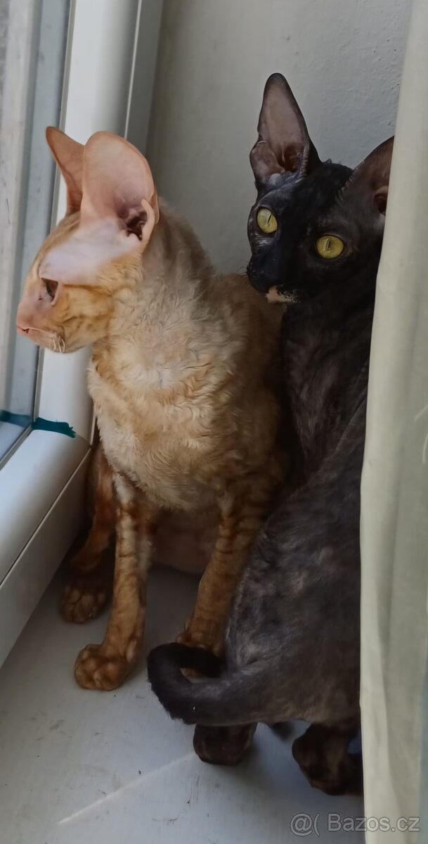 Koťata Cornish Rex s PP - 7