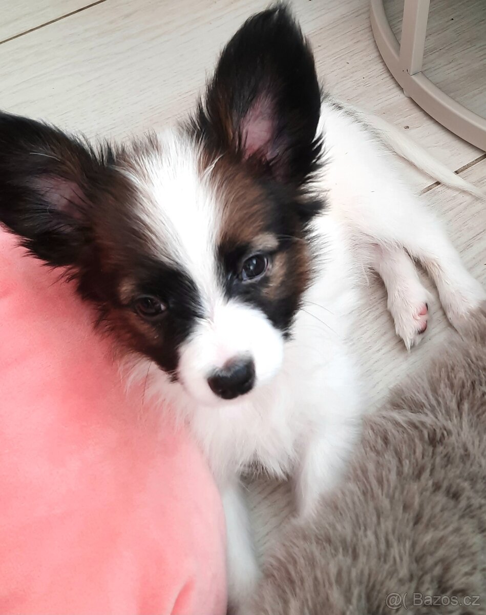 Papillon s PP-pejsek - 7