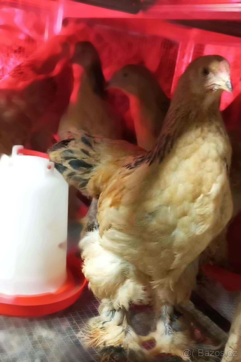 Podej kuřat 15 týdnů - BRAHMANKA ŽLUTÁ 🐓 - 7