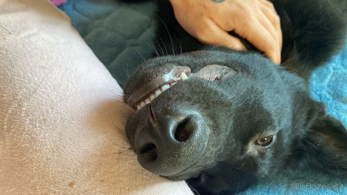 Štěně 🩵 - 7