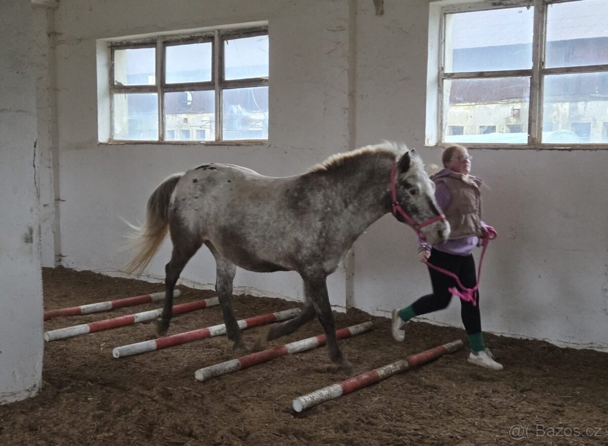 14 letá Appaloosapony - 7