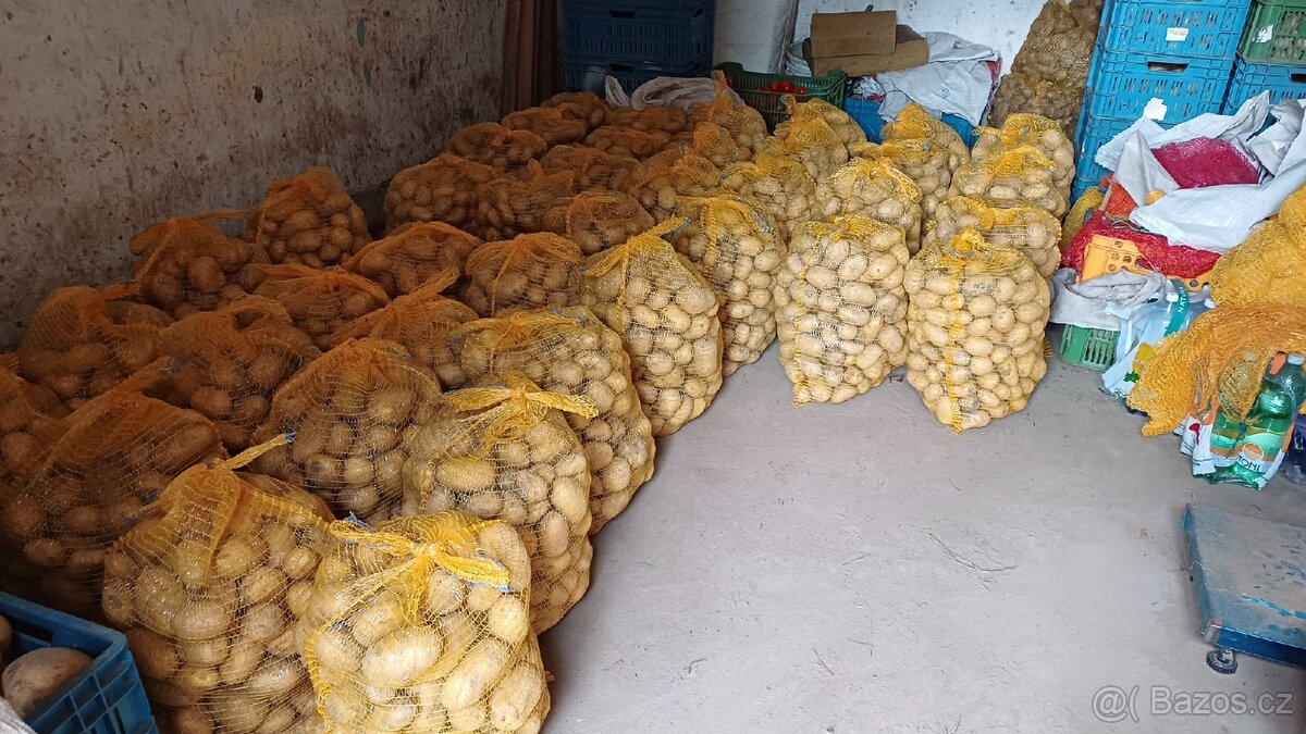 Brambory konzumní - 7