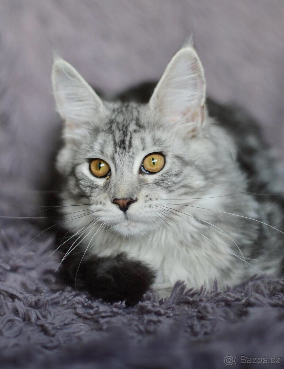 Krásná kočička MCO s PP - 7