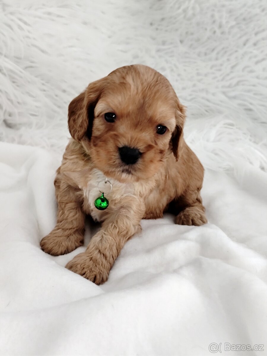 Cavapoo - 7