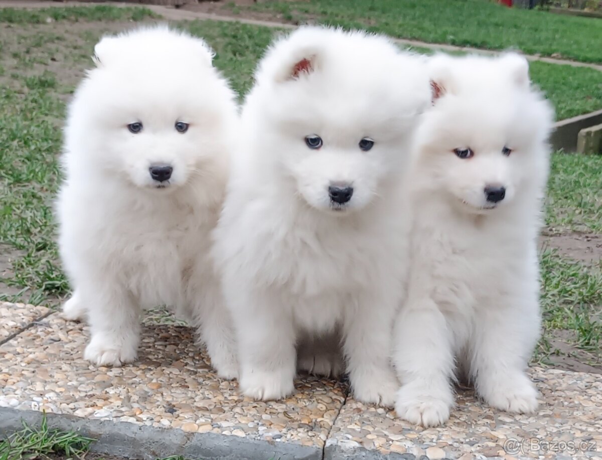 Štěňátka samojeda s PP - 7