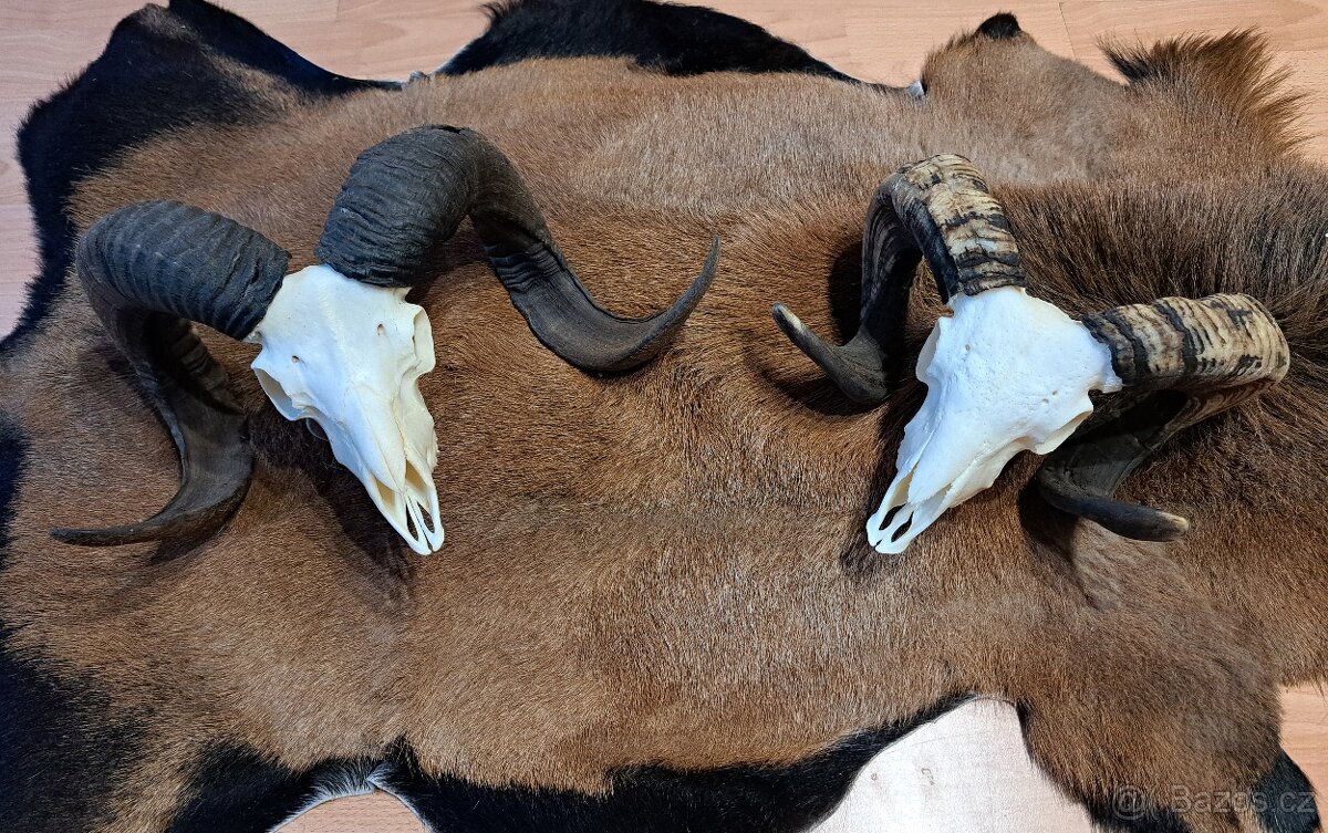 Trofeje, baran a cap - 7