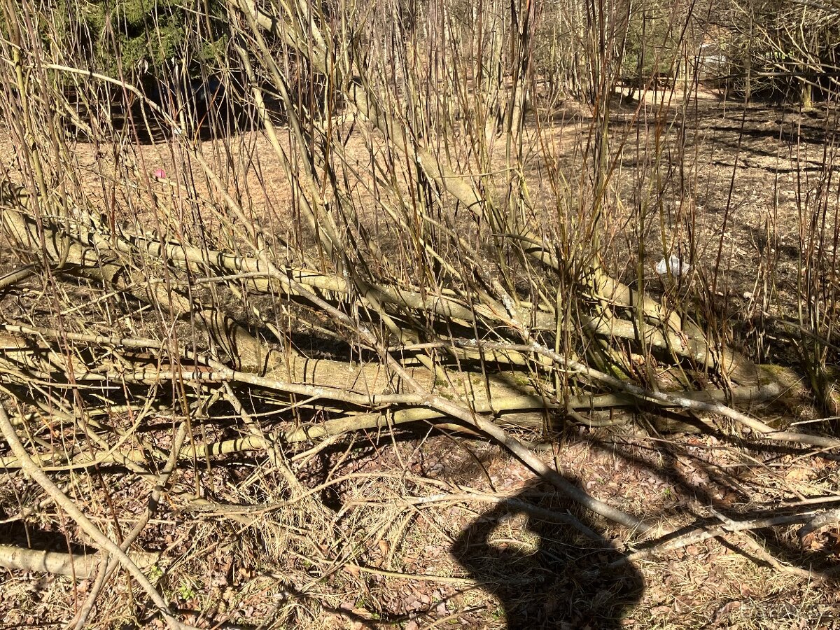 Daruji dřevo - STÁLE AKTUÁLNÍ - 7