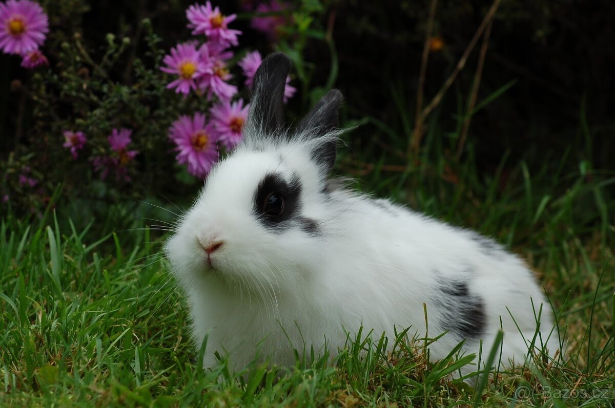 Kralíčci Teddy X Lvíček - 7