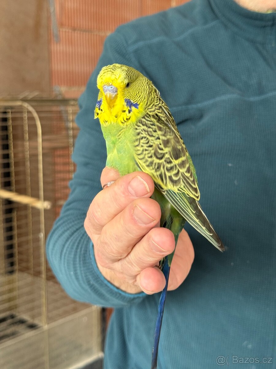 Andulky krotké a ochočené - 7