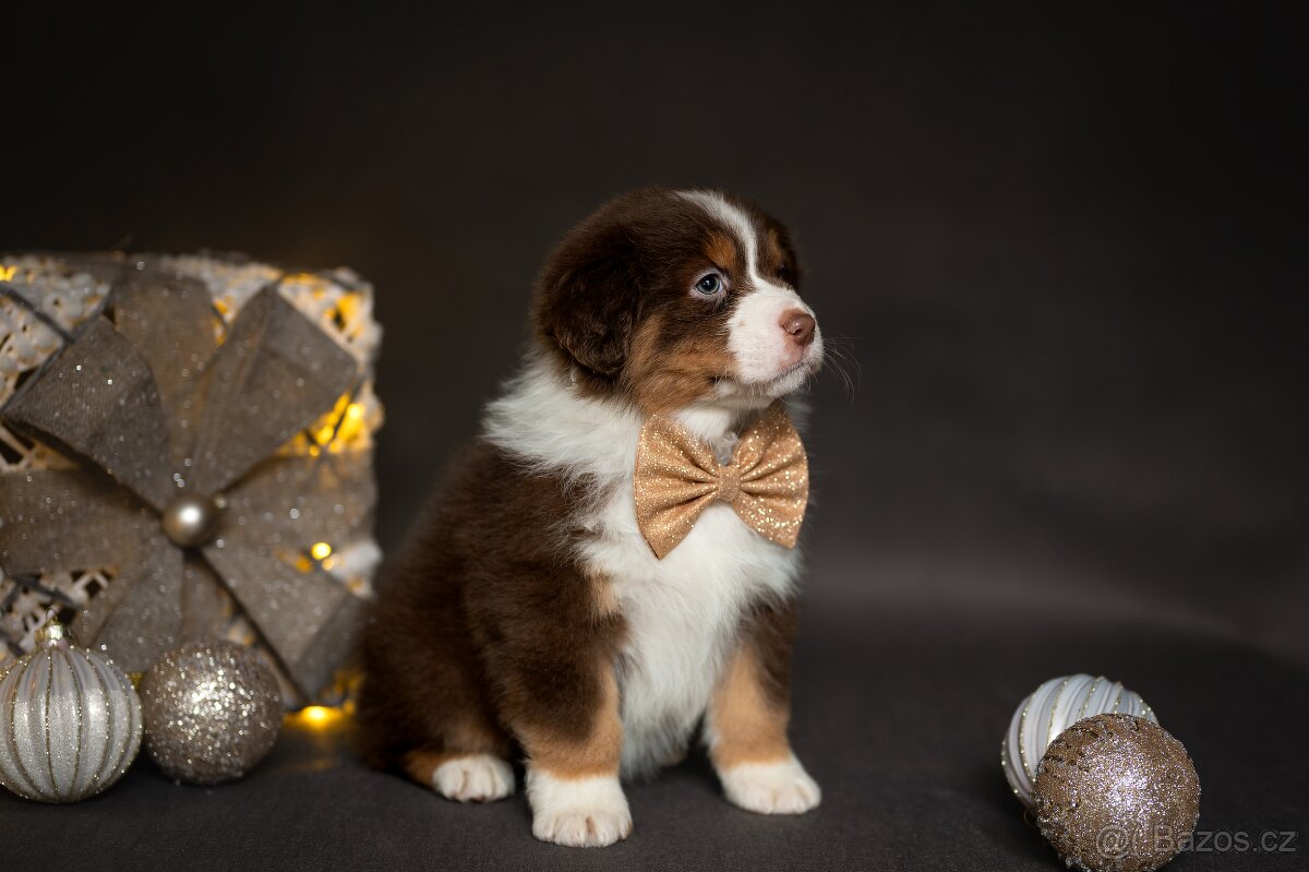 Australský ovčák štěňátka s PP - 7