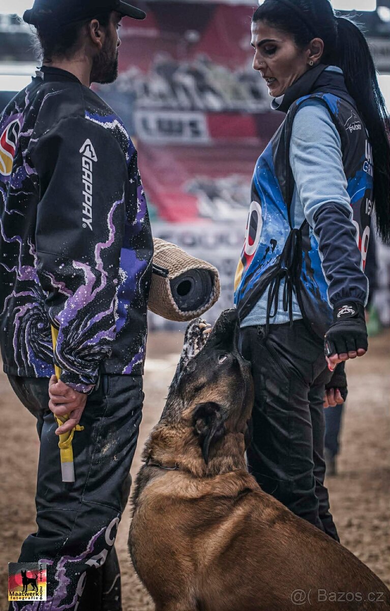 Belgický ovčák malinois s PP - 7