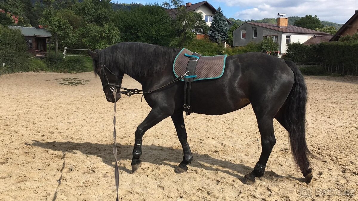 Líbivá kobylka - 7