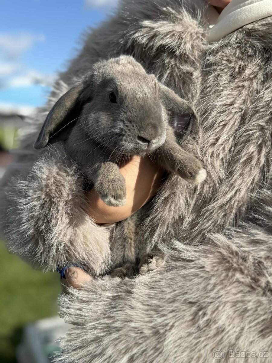 Nabízím předváděcí akci králičího hopu - 7