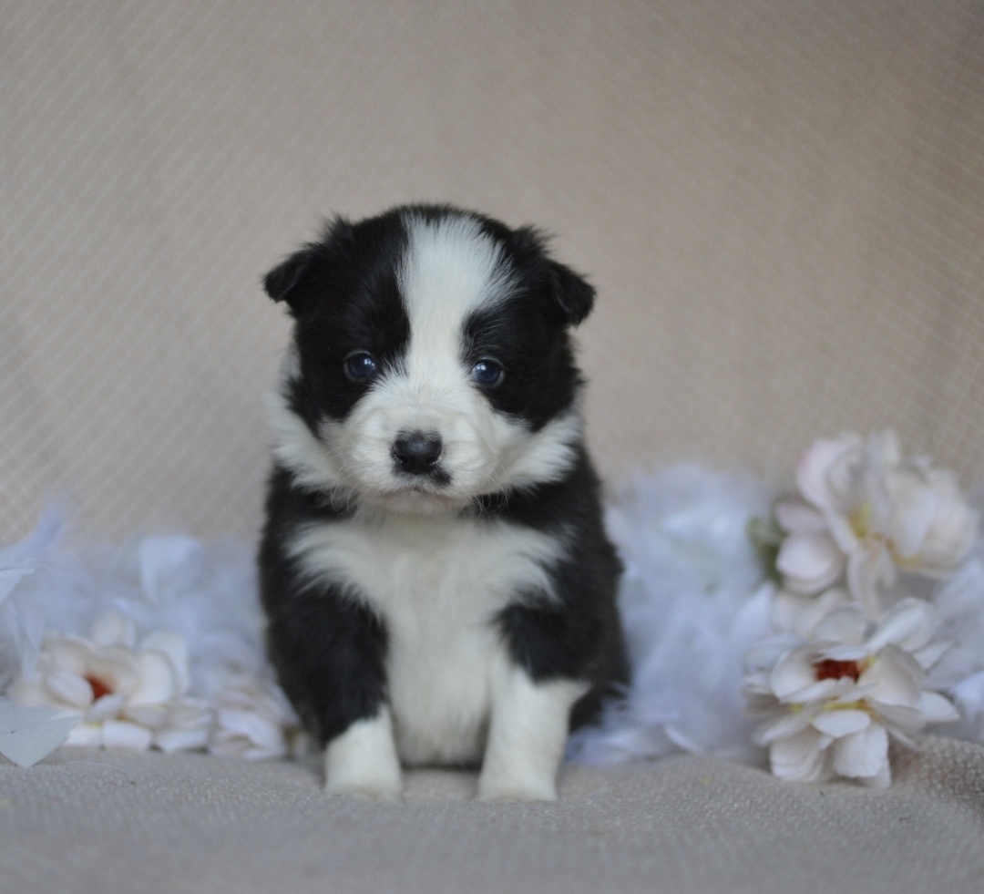 Border kolie s PP - 7