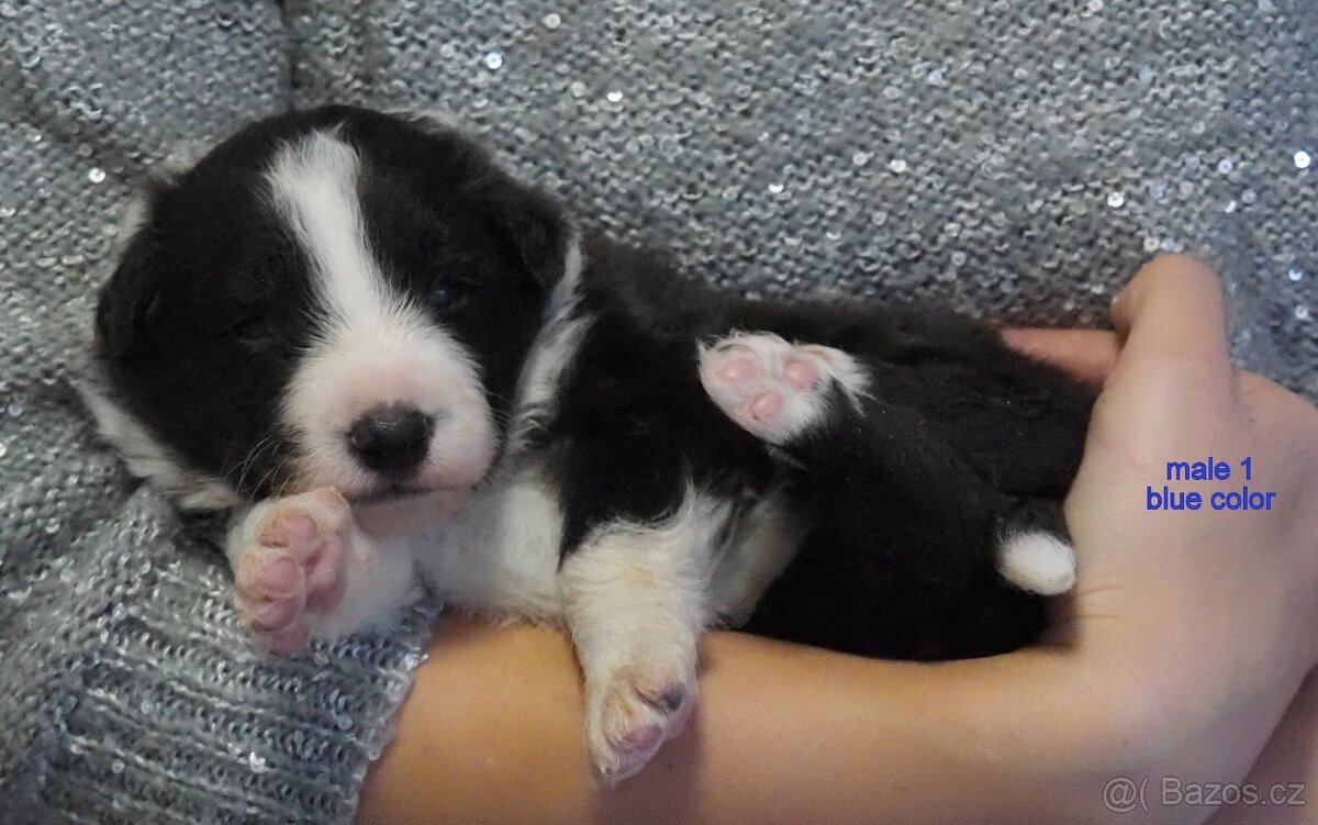 Border kolie s PP - kluci - 7