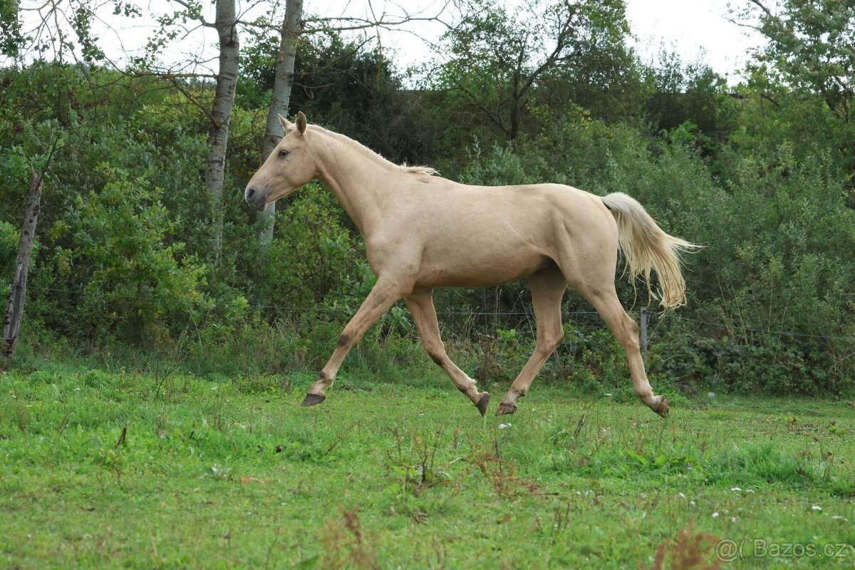 Prodám hřebce Kůň Kinský, - 7